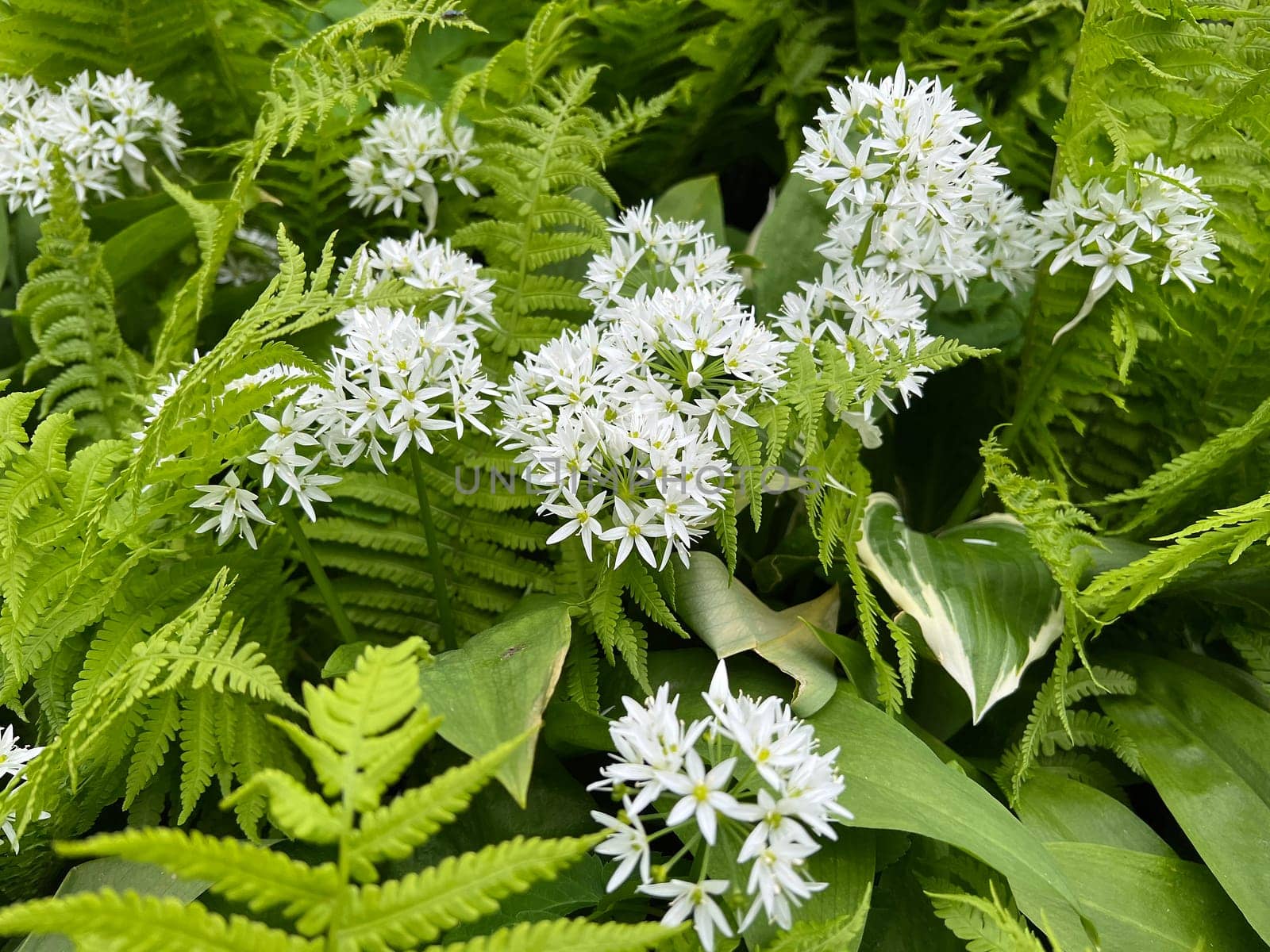 Baerlauch is an important wild herb and medicinal plant that has a garlic scent with white flowers. It has several poisonous binaries,such as valley bucks,autumn crocuses,arum sticks. wild garlic is an important herb and medicinal plant that has a garlic scent with white flowers. It has several poisonous doppelgangers,(double runner) such as lily of the valley,autumn crocus and arum.
