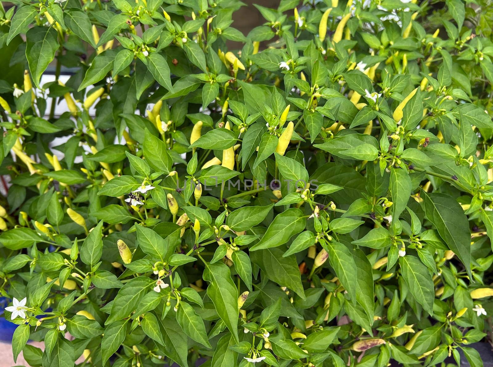 Chili pepperoni is a hot herb plant and is used in the kitchen for seasoning. Chili pepperoni is a hot herb plant and is used in the kitchen for seasoning.
