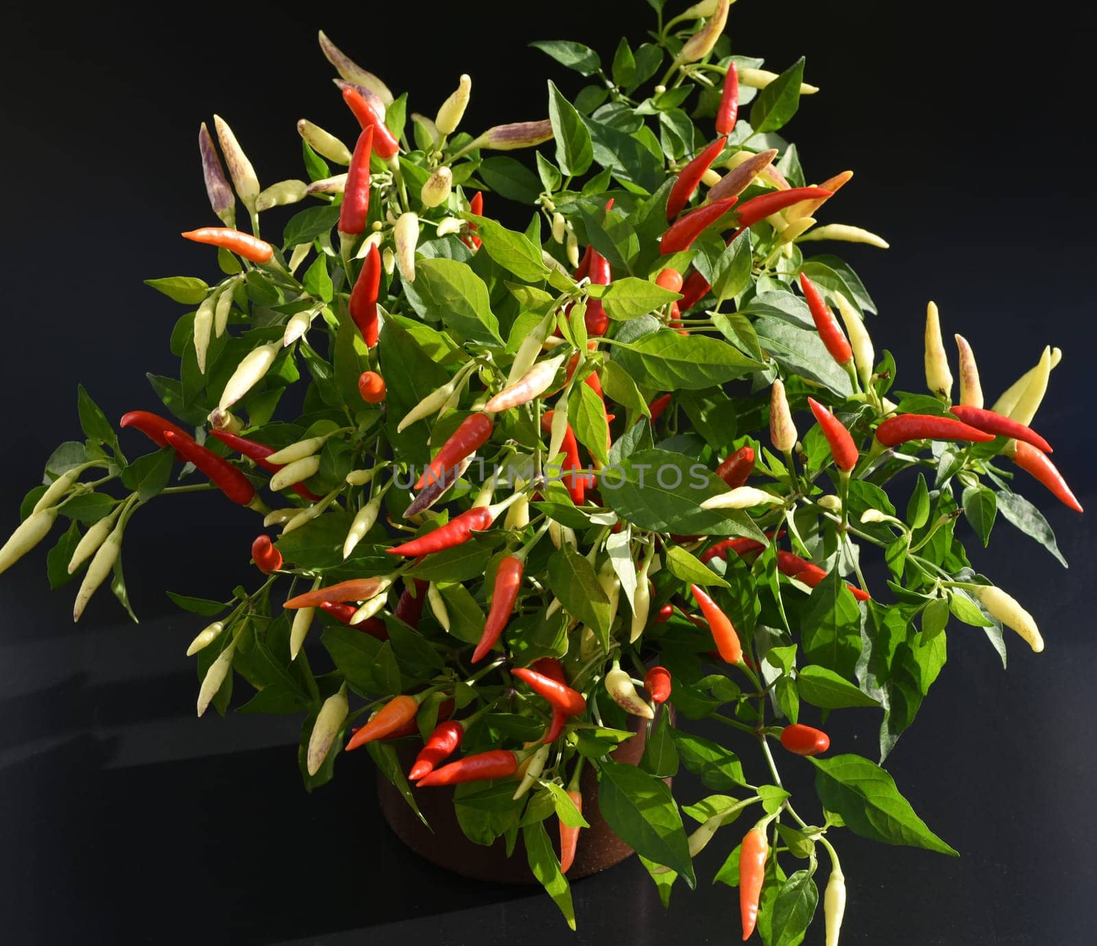 Chili pepperoni is a hot herb plant and is used in the kitchen for seasoning. Chili pepperoni is a hot herb plant and is used in the kitchen for seasoning.
