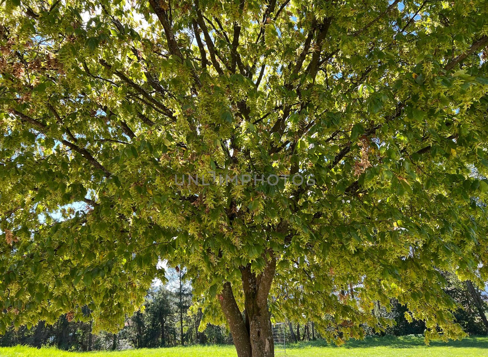 Hornbeam,Carpinus,betulus,is a deciduous tree that is often found in our forests.  It is a mighty tree and its wood is an important source of timber. Hornbeam,Carpinus,betulus,is a deciduous tree that is often found in our forests. It is a mighty tree and its wood is an important source of timber