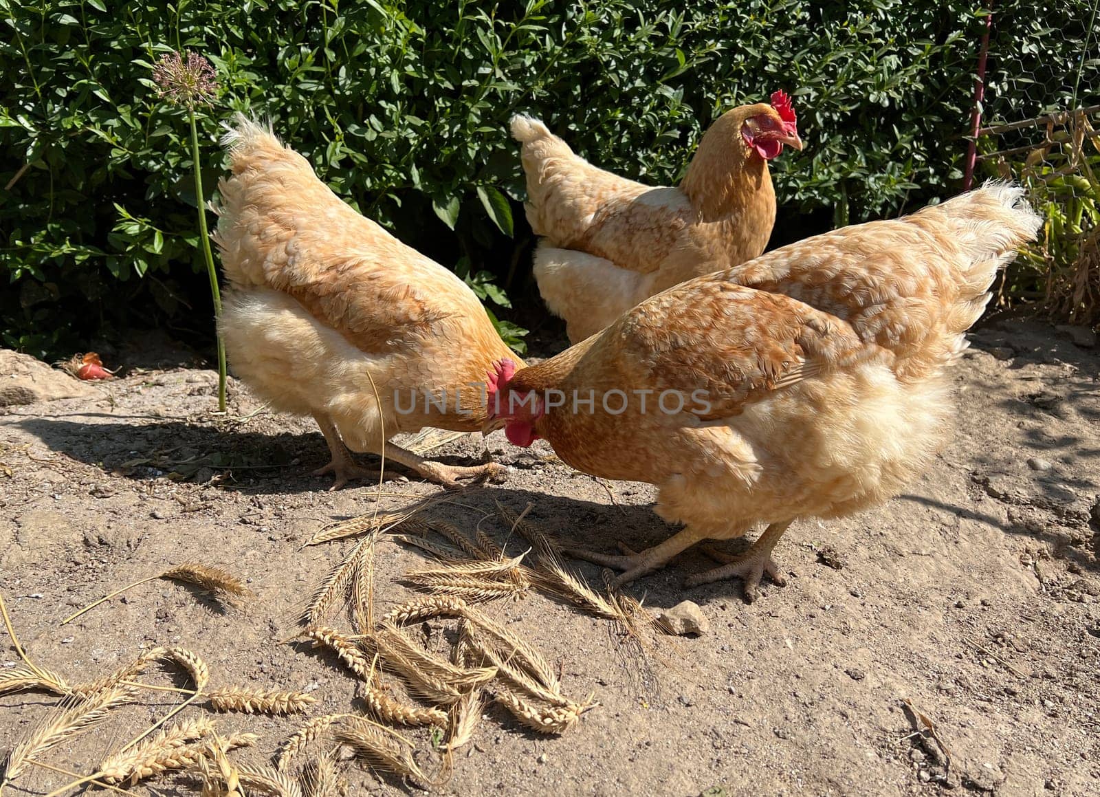 Chickens are egg-laying useful pets. Chickens are egg-laying useful pets