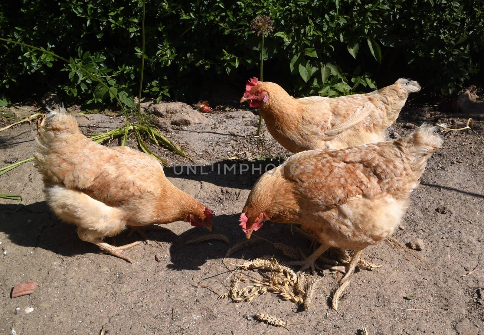 Chickens are egg-laying useful pets. Chickens are egg-laying useful pets