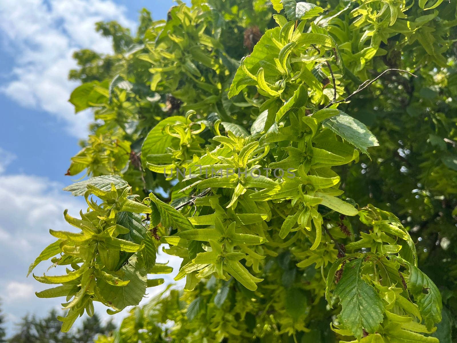 Hornbeam,Carpinus,betulus,is a deciduous tree that is often found in our forests.  It is a mighty tree and its wood is an important source of timber. Hornbeam,Carpinus,betulus,is a deciduous tree that is often found in our forests. It is a mighty tree and its wood is an important source of timber