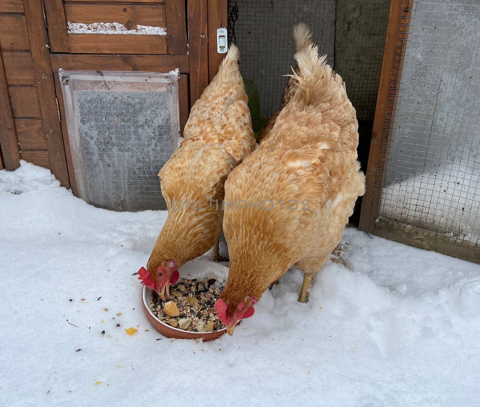 Chickens are egg-laying useful pets. Chickens are egg-laying useful pets