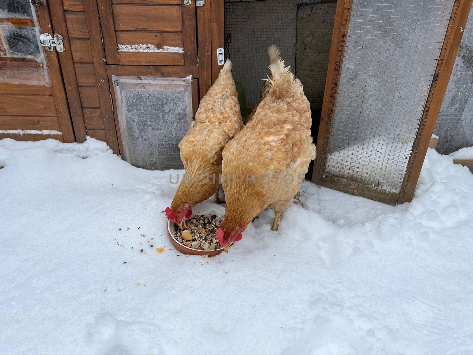 Chickens are egg-laying useful pets. Chickens are egg-laying useful pets