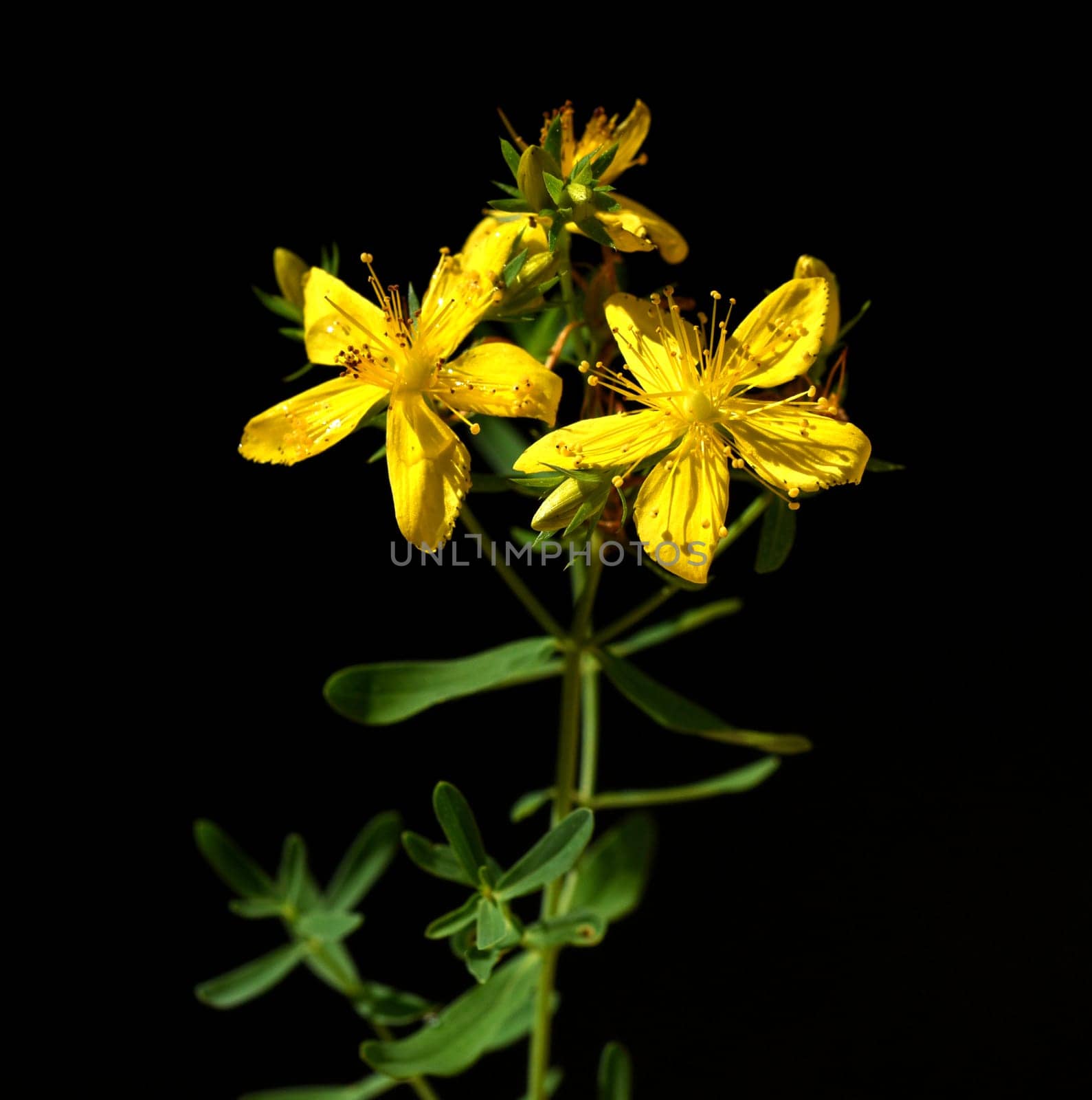 St. John's wort,Hypericum perforatum,is an important medicinal plant with yellow flowers and is used in medicine. It is a wild and arable plant. St. John's wort,Hypericum perforatum,is an important medicinal plant with yellow flowers and is used in medicine. It is a wild and arable plant.