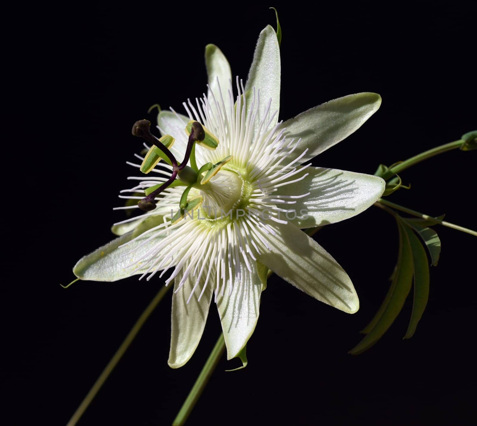 Passionflower,Passiflora,caerulea is a climbing and medicinal plant with beautiful blue flowers. Passion flower,Passiflora,caerulea is a climbing and medicinal plant with beautiful blue flowers.