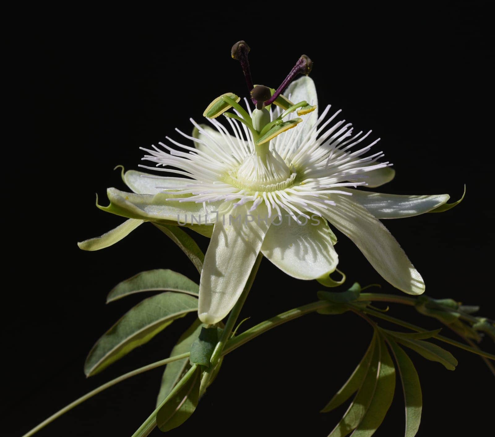 Passionflower,Passiflora,caerulea is a climbing and medicinal plant with beautiful blue flowers. Passion flower,Passiflora,caerulea is a climbing and medicinal plant with beautiful blue flowers.