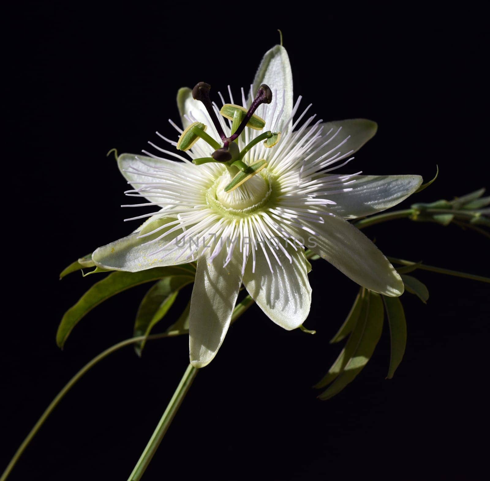 Passionflower,Passiflora,caerulea is a climbing and medicinal plant with beautiful blue flowers. Passion flower,Passiflora,caerulea is a climbing and medicinal plant with beautiful blue flowers.