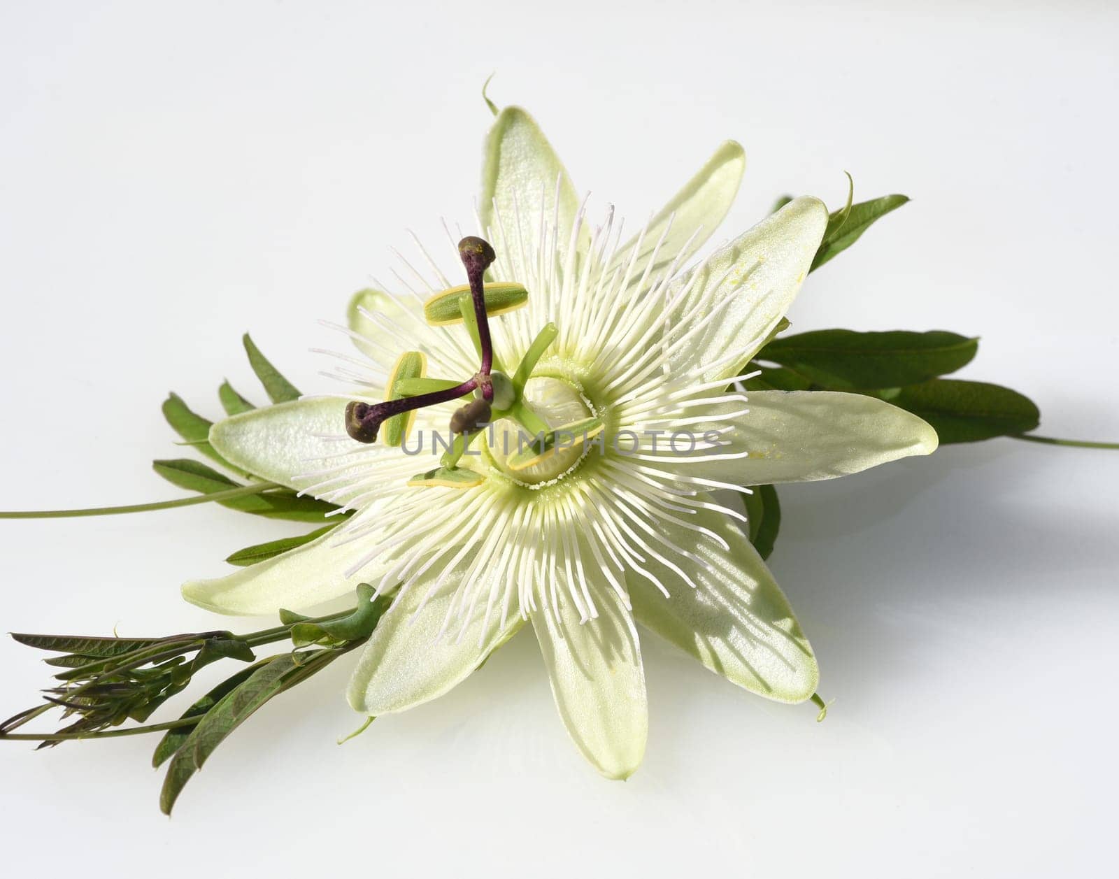 Passionflower,Passiflora,caerulea is a climbing and medicinal plant with beautiful blue flowers. Passion flower,Passiflora,caerulea is a climbing and medicinal plant with beautiful blue flowers.