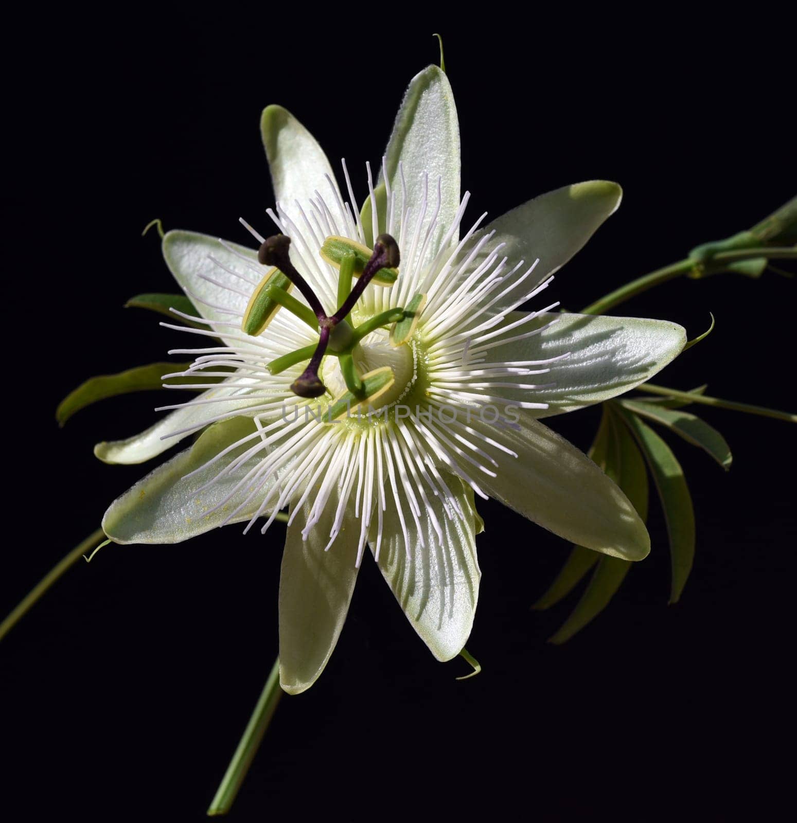 Passionflower,Passiflora,caerulea is a climbing and medicinal plant with beautiful blue flowers. Passion flower,Passiflora,caerulea is a climbing and medicinal plant with beautiful blue flowers.