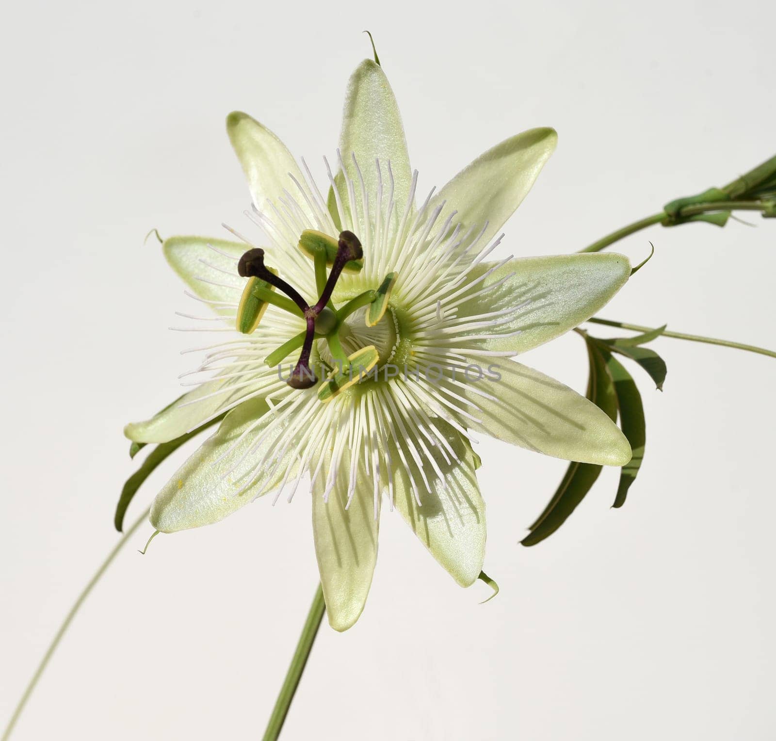 Passionflower,Passiflora,caerulea is a climbing and medicinal plant with beautiful blue flowers. Passion flower,Passiflora,caerulea is a climbing and medicinal plant with beautiful blue flowers.