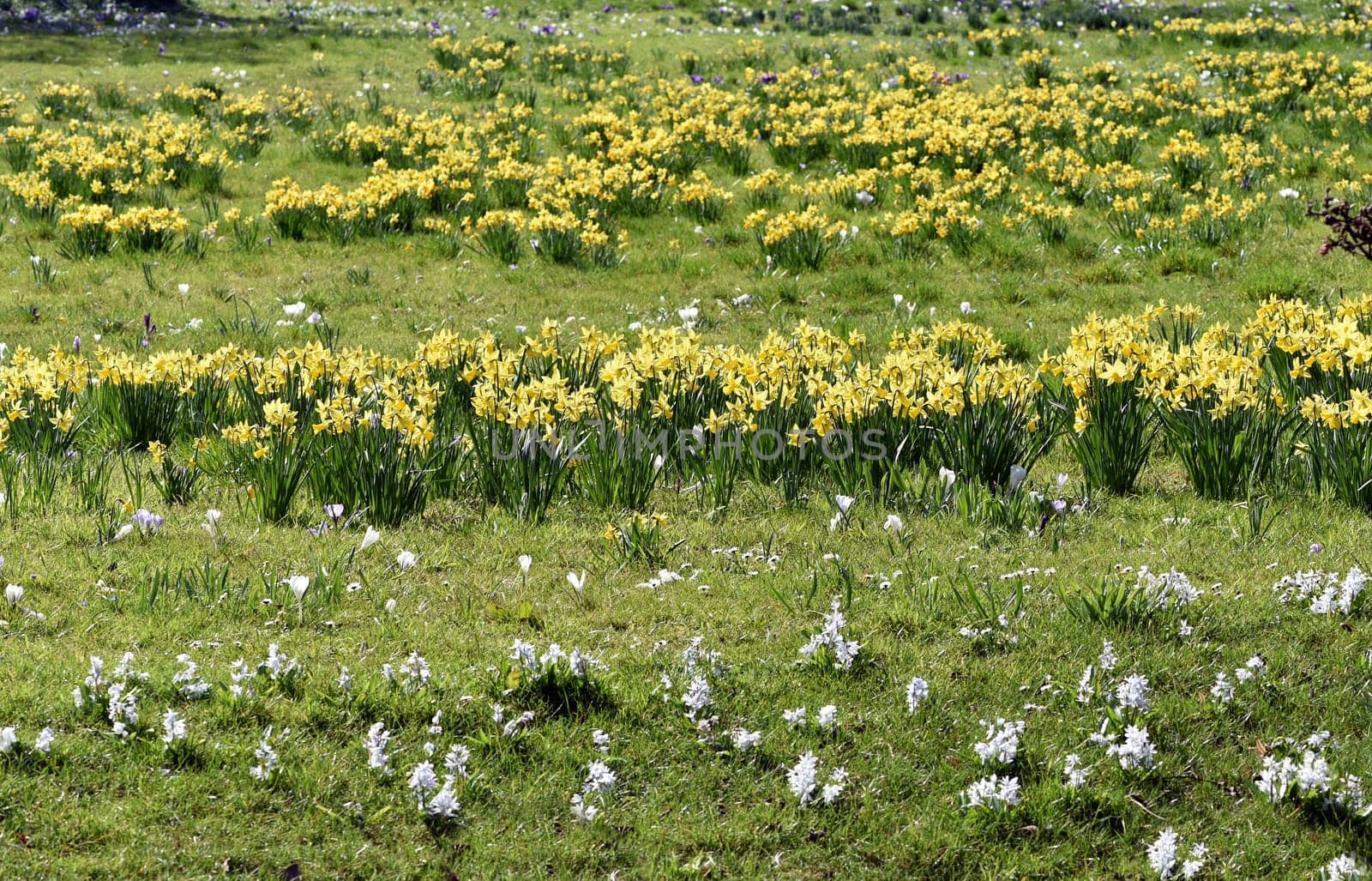 Daffodils are very attractive early bloomers with predominantly yellow flowers. Daffodils are very attractive early bloomers with predominantly yellow flowers.