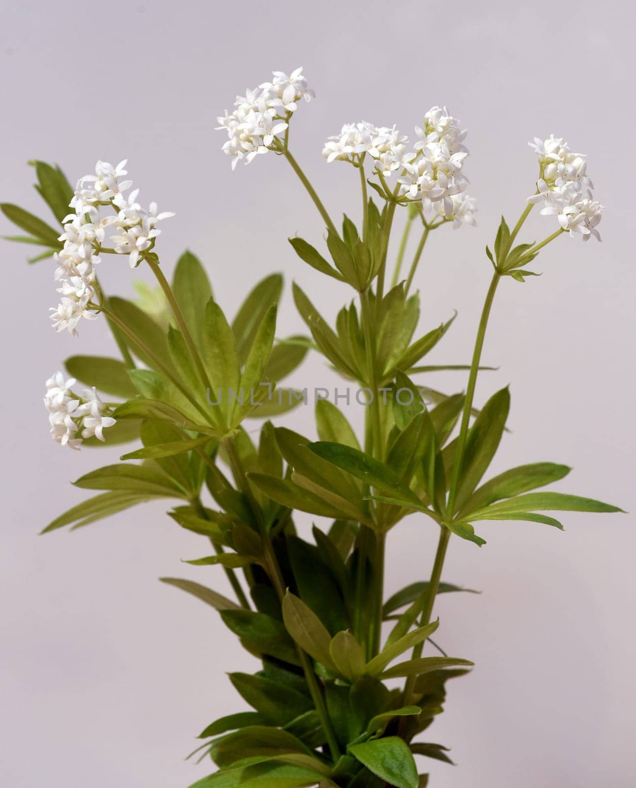 Woodruff,Galium odoratum,is a spice and medicinal plant that grows in the forest. Woodruff,Galium odoratum is a spice and medicinal plant that grows in the forest