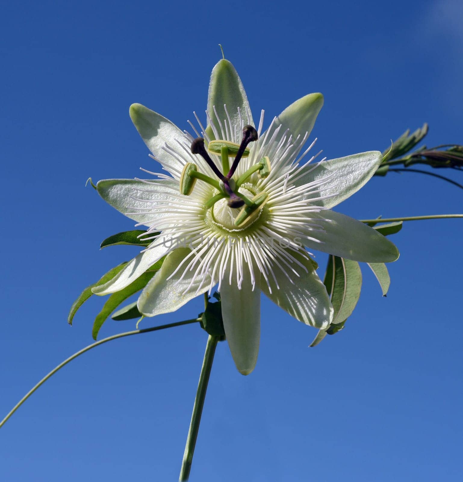 Passionflower,Passiflora,caerulea is a climbing and medicinal plant with beautiful blue flowers. Passion flower,Passiflora,caerulea is a climbing and medicinal plant with beautiful blue flowers.