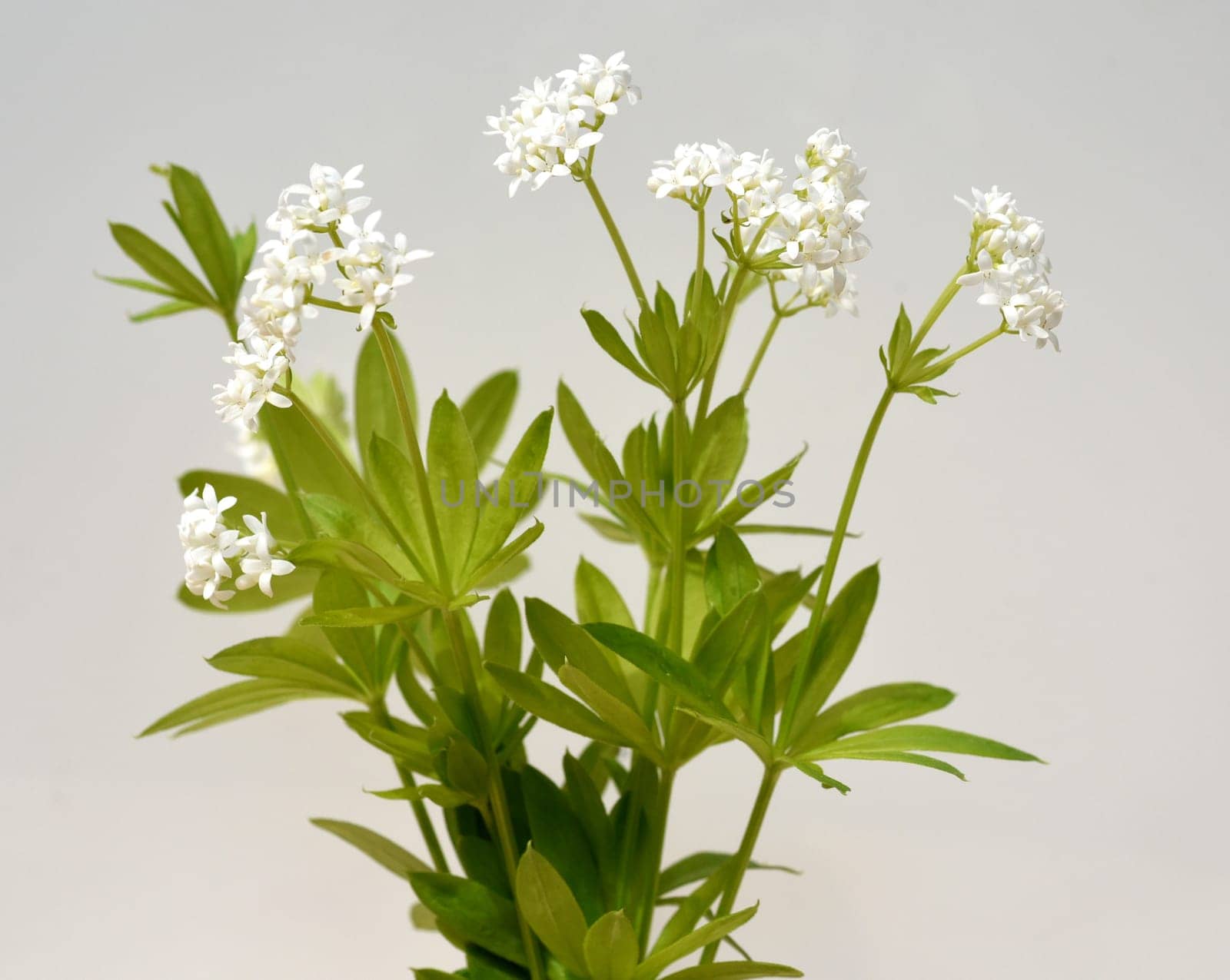 Woodruff,Galium odoratum,is a spice and medicinal plant that grows in the forest. Woodruff,Galium odoratum is a spice and medicinal plant that grows in the forest