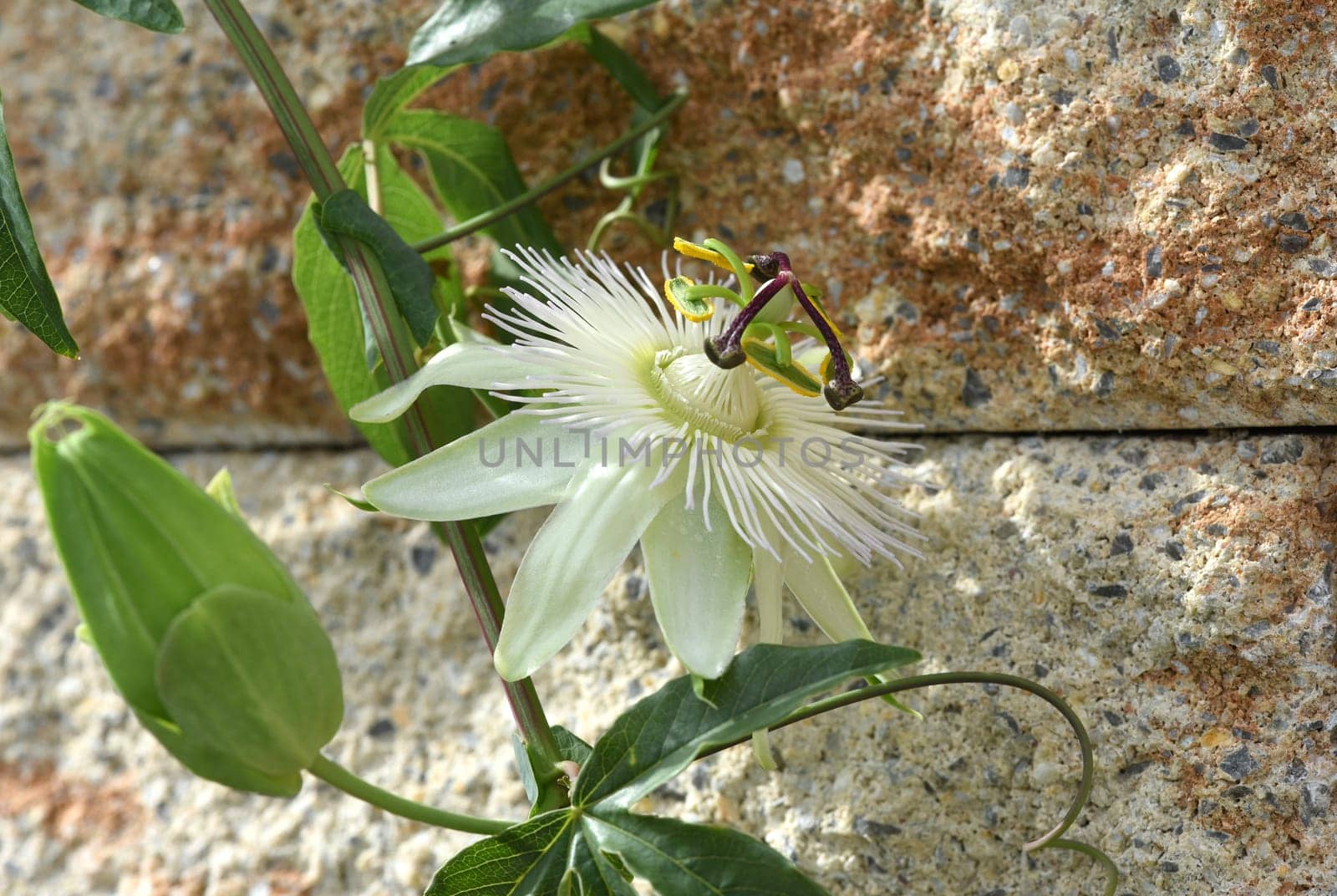 Passionflower,Passiflora,caerulea is a climbing and medicinal plant with beautiful blue flowers. Passion flower,Passiflora,caerulea is a climbing and medicinal plant with beautiful blue flowers.