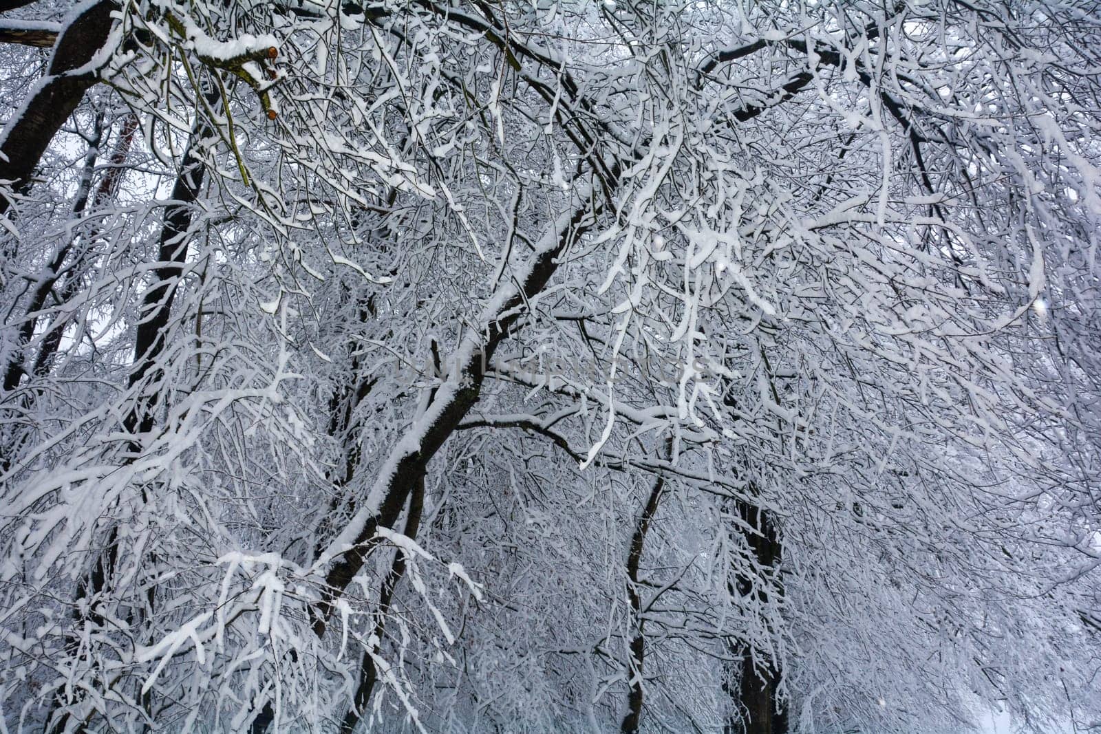Trees in the forest in winter with a lot of snow