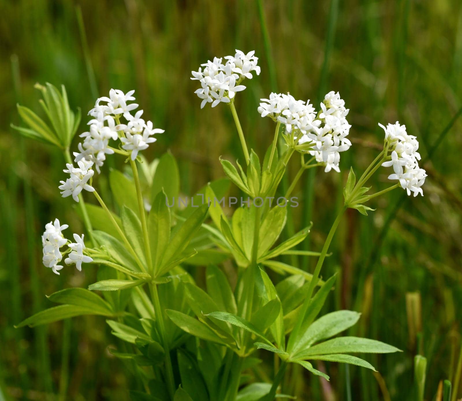 Woodruff,Galium odoratum,is a spice and medicinal plant that grows in the forest. Woodruff,Galium odoratum is a spice and medicinal plant that grows in the forest