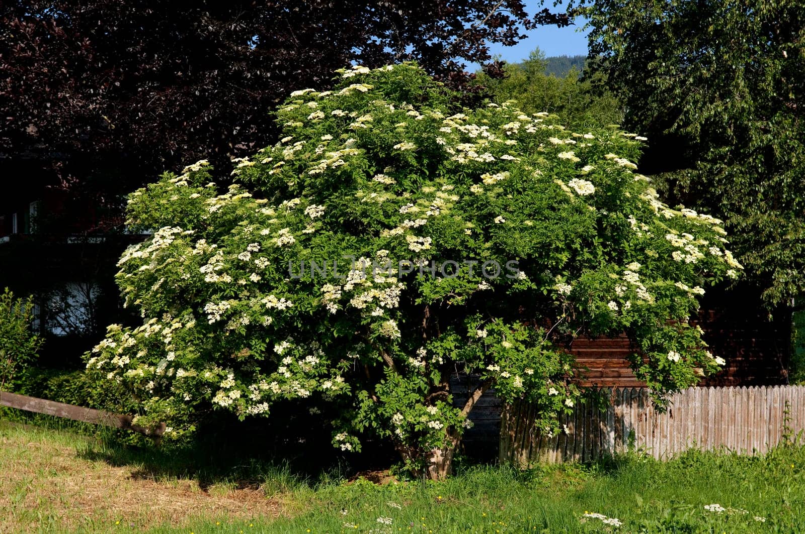 Elderberry,Sambucus,nigra is a wild and medicinal plant with white flowers and black berries. Elder,Sambucus,nigra is a wild and medicinal plant with white flowers and black berries.