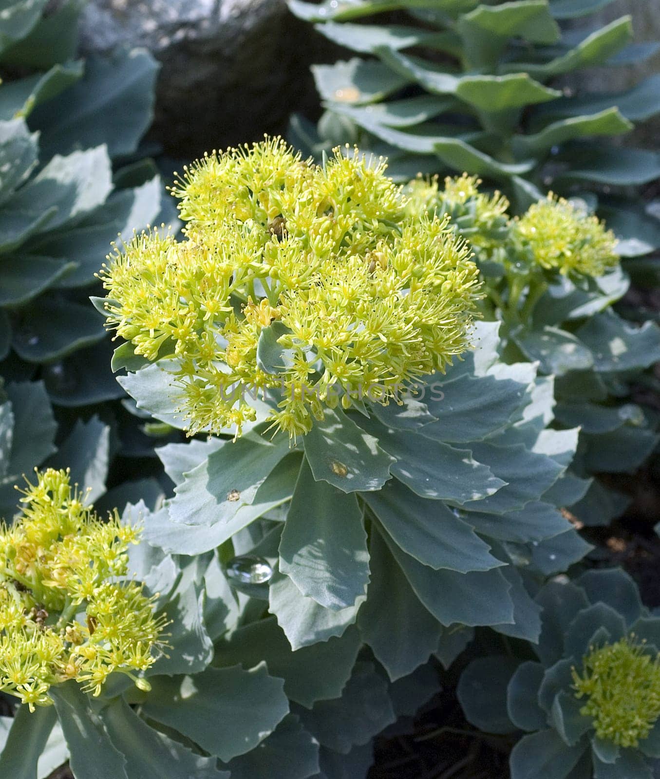 Rhodiola rosea is an important medicinal plant with yellow and pink flowers whose roots are used. Rose root,Rhodiola rosea,is an important medicinal plant with yellow and pink flowers whose roots are used.