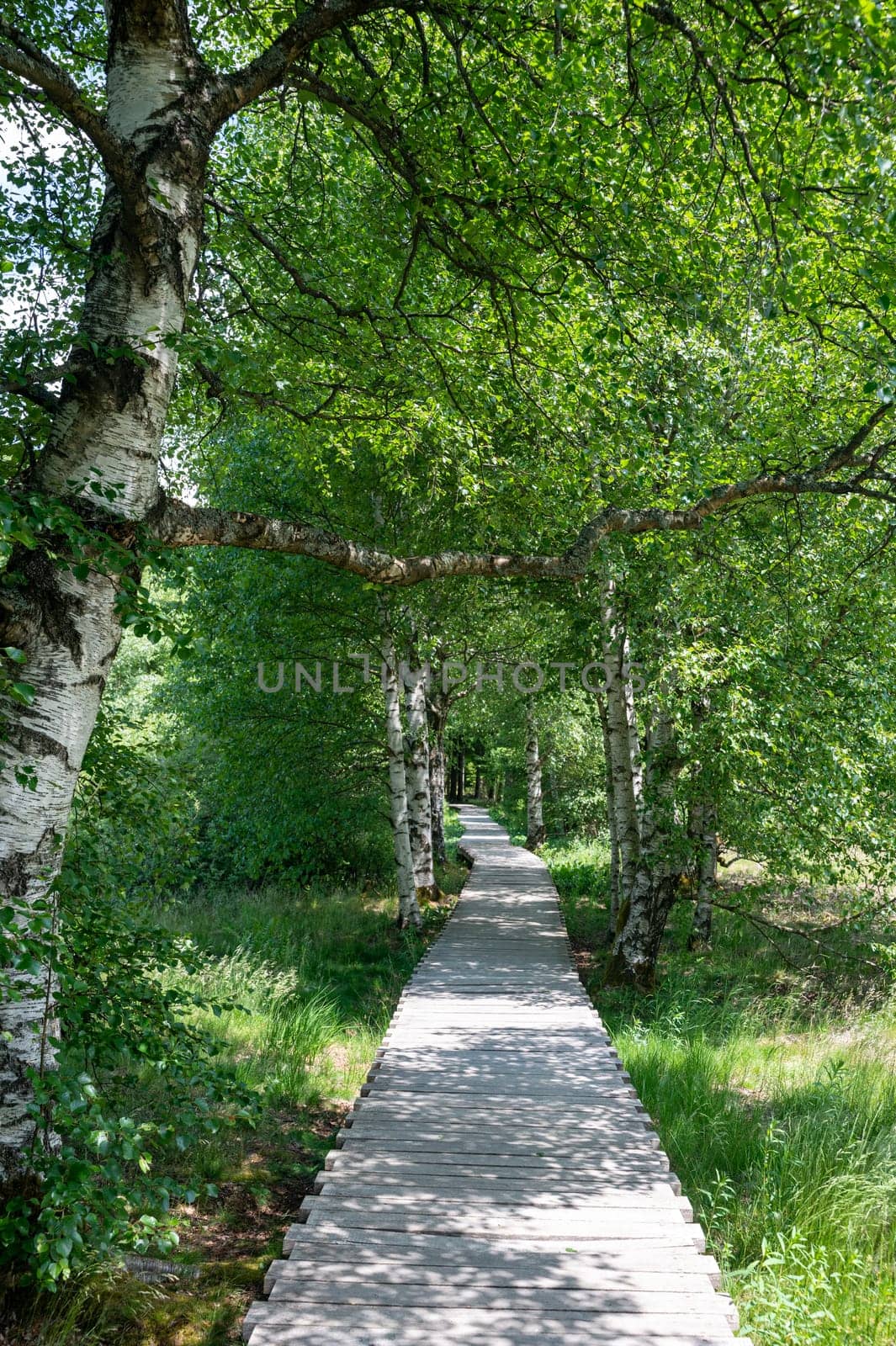 Black moor in the Rhoen, Bavaria, Germany, with a new moor path