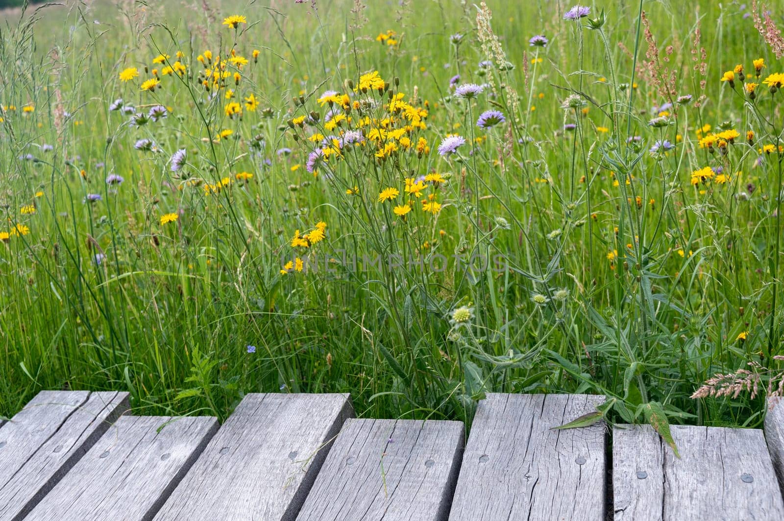 Wooden planks with green meadow and yellow flower