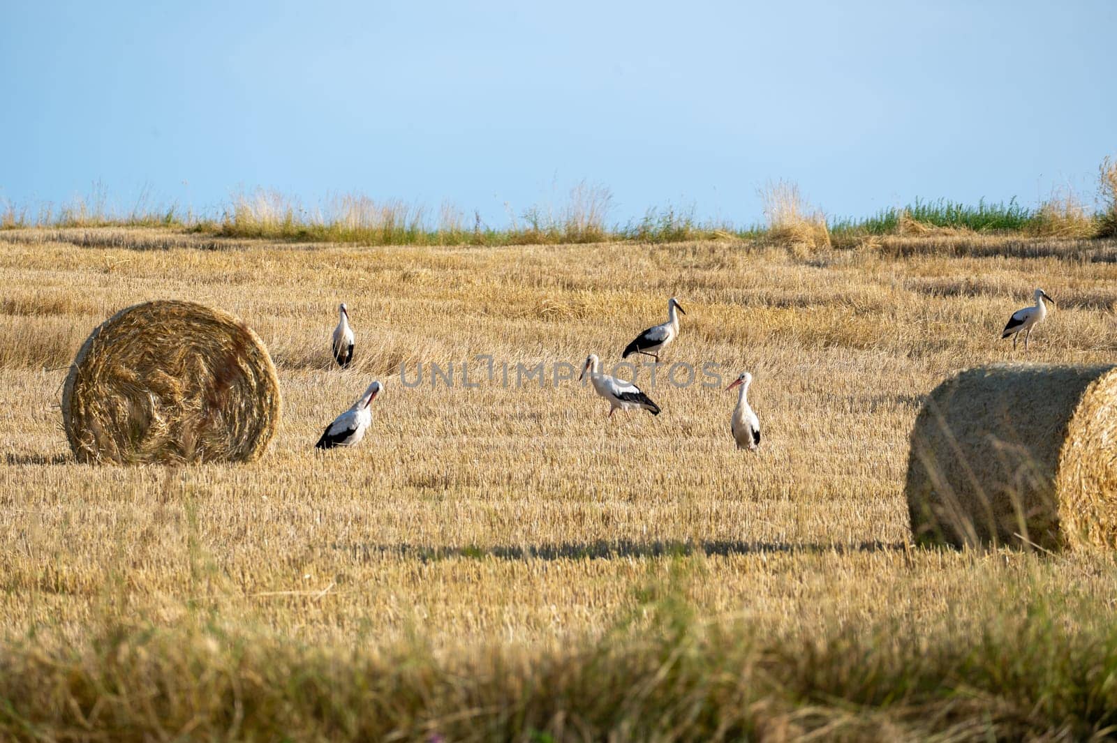 White storks ( Ciconia ciconia ) between hay bales in a harvested field with blue sky