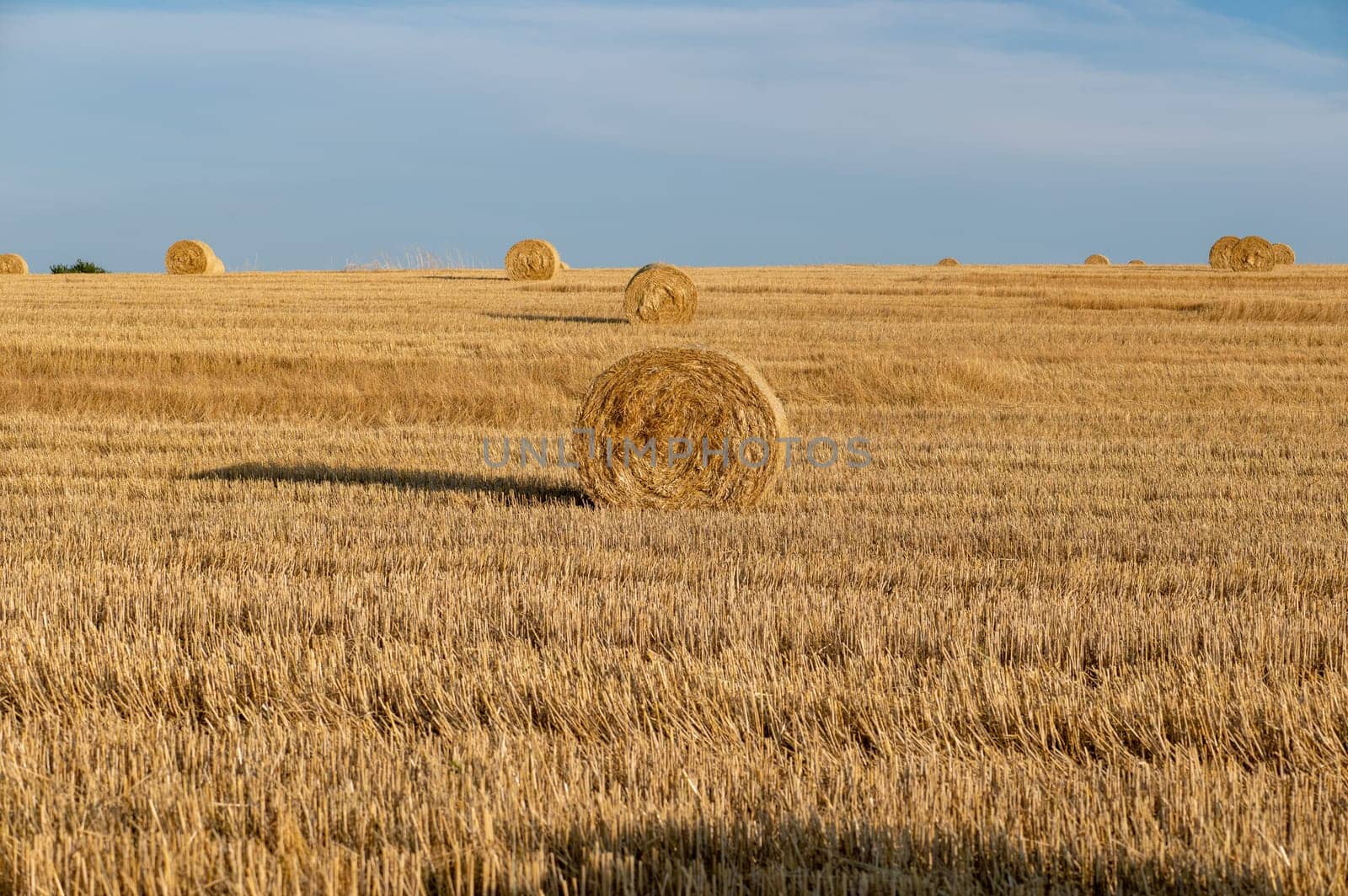 Straw bales on harvested field with many hay bales in horizon and blue sky