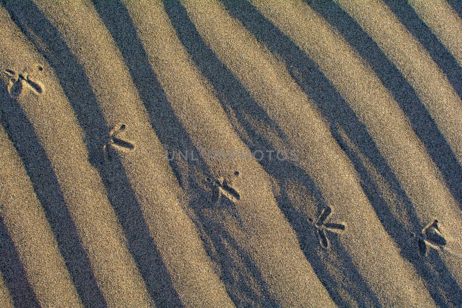Close-up of ripples in the sand with foorprints of a bird