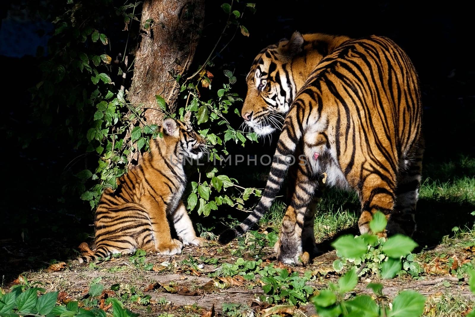 Tiger
