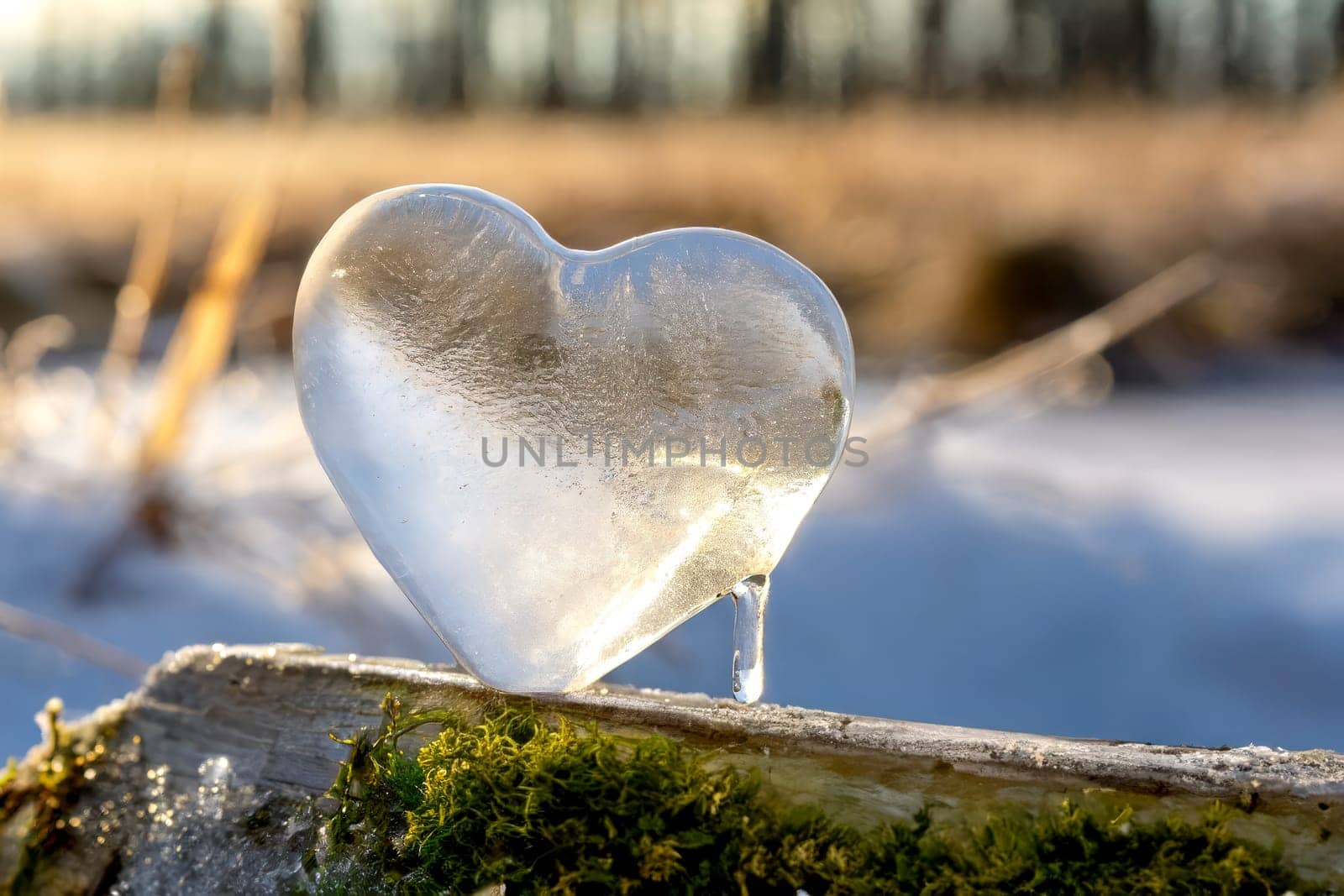 Frozen heart on a piece of wood in nature. Frozen heart on a piece of wood in nature. Symbolic of love for nature or for a partner.