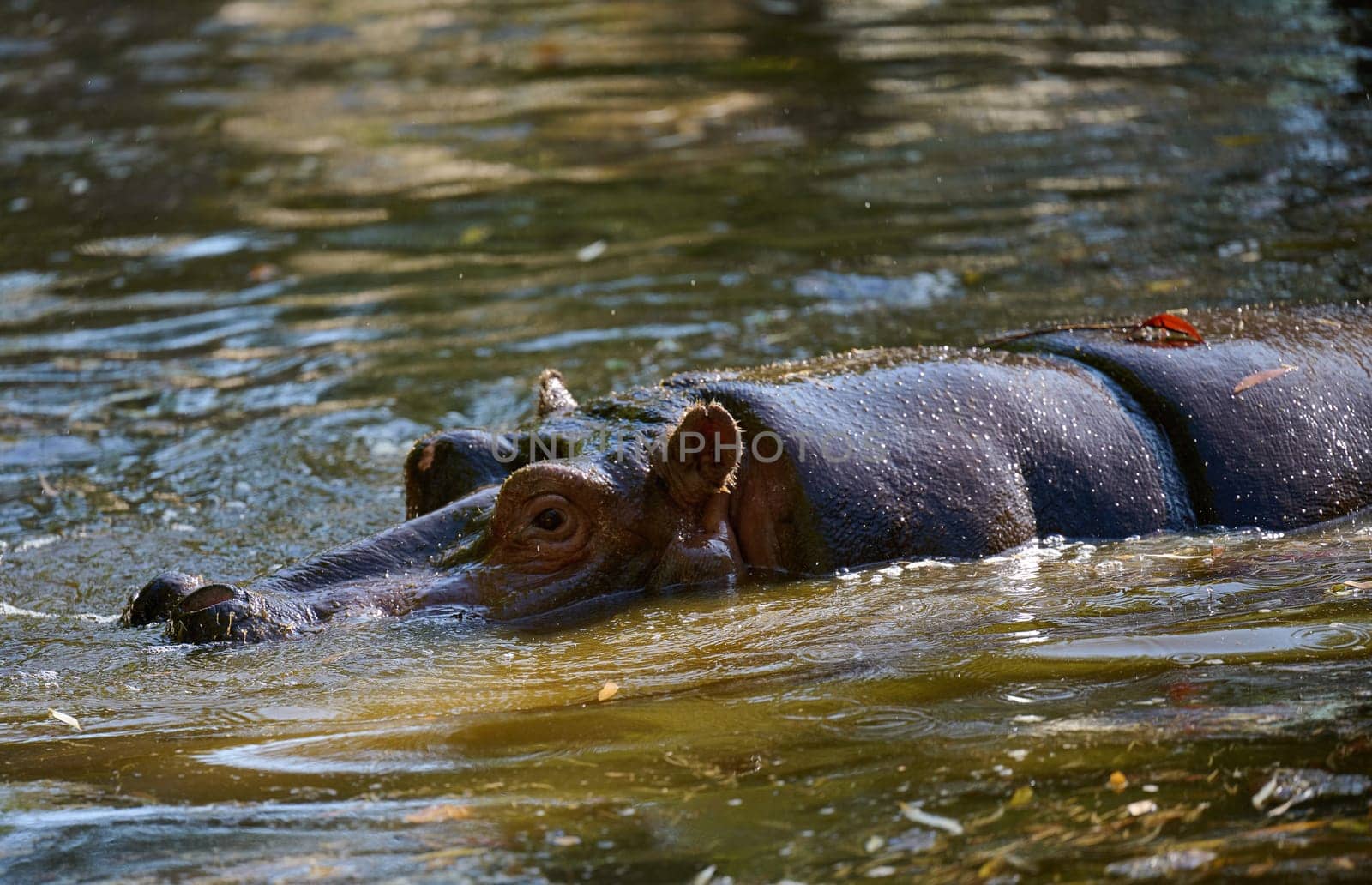An adult hippopotamus swims in a pond on an autumn day