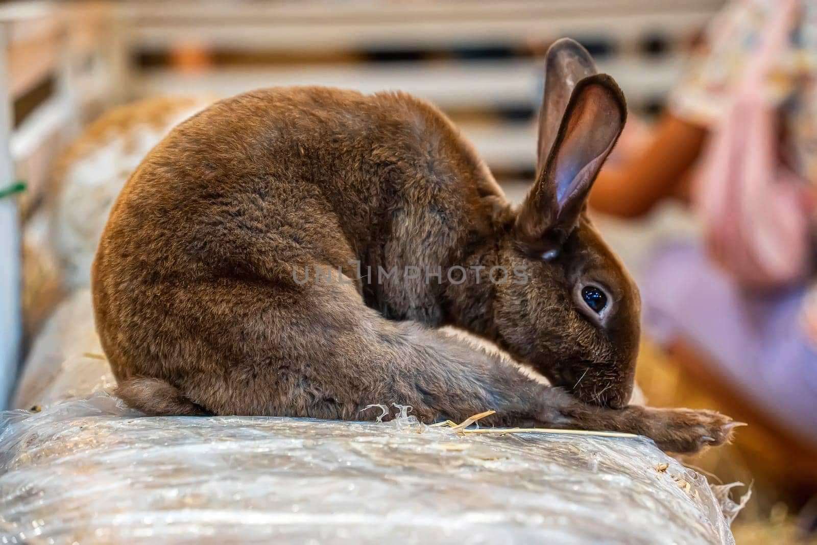 Rabbits are small mammals. Bunny is a colloquial name for a rabbit. It's cute.
