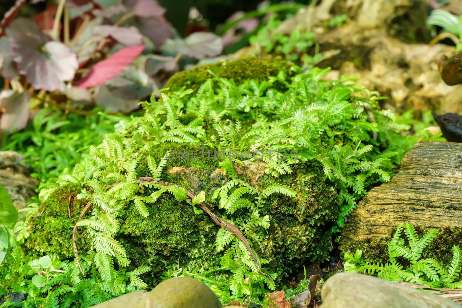 Moss and ferns growing in the rock indicate the fertility of the forest.