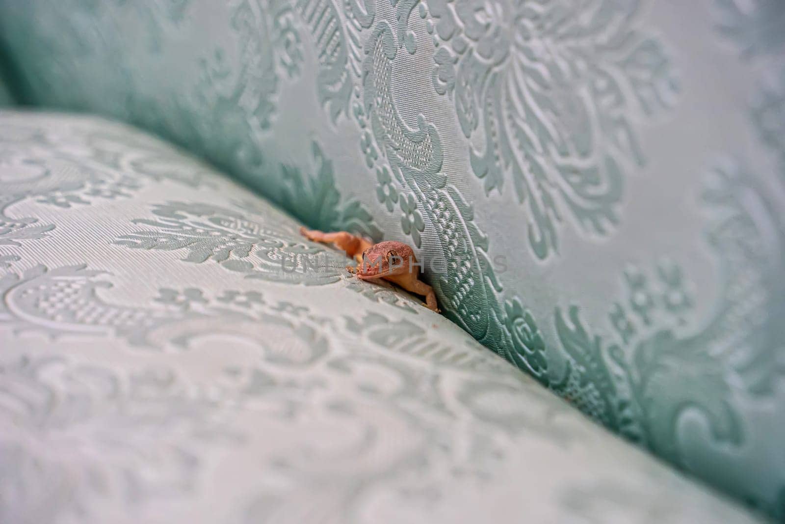A lizard with a scarred mouth from a fight was on the sofa.