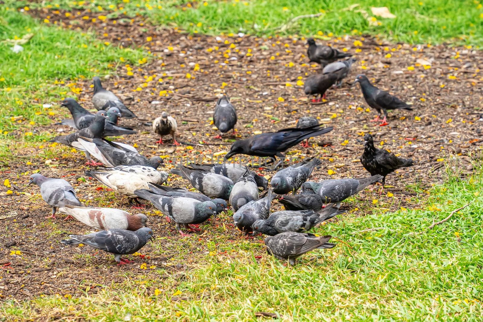 Flocks of pigeons and crows are searching for food in the grass.