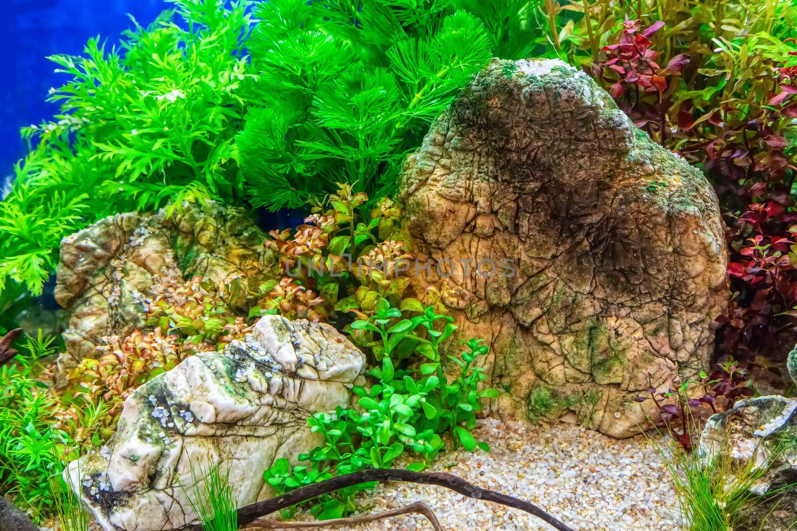 Underwater landscape nature forest style aquarium tank with a variety of aquatic plants, stones and herb decorations.