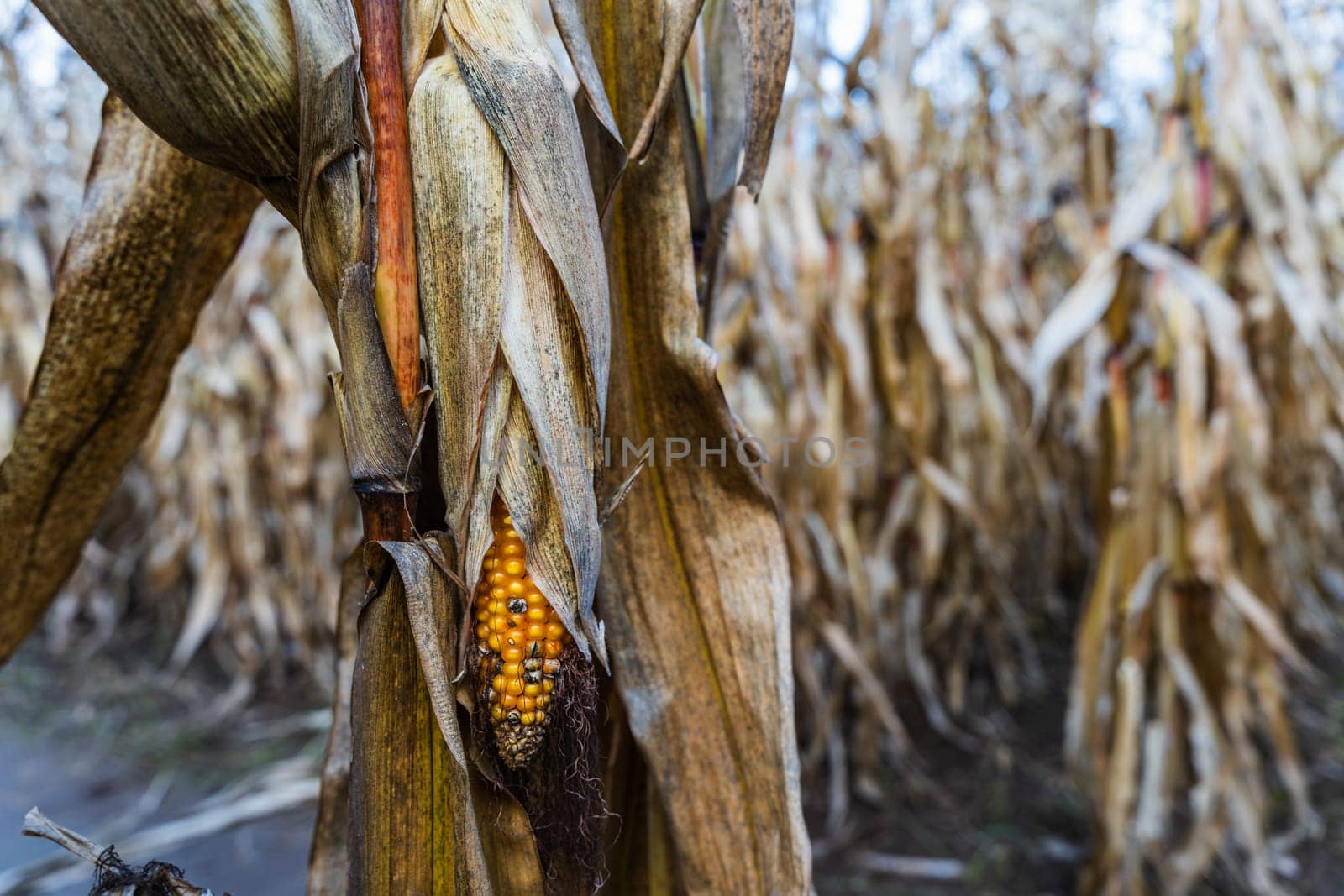 An ear of ripe corn in a cornfield in autumn.