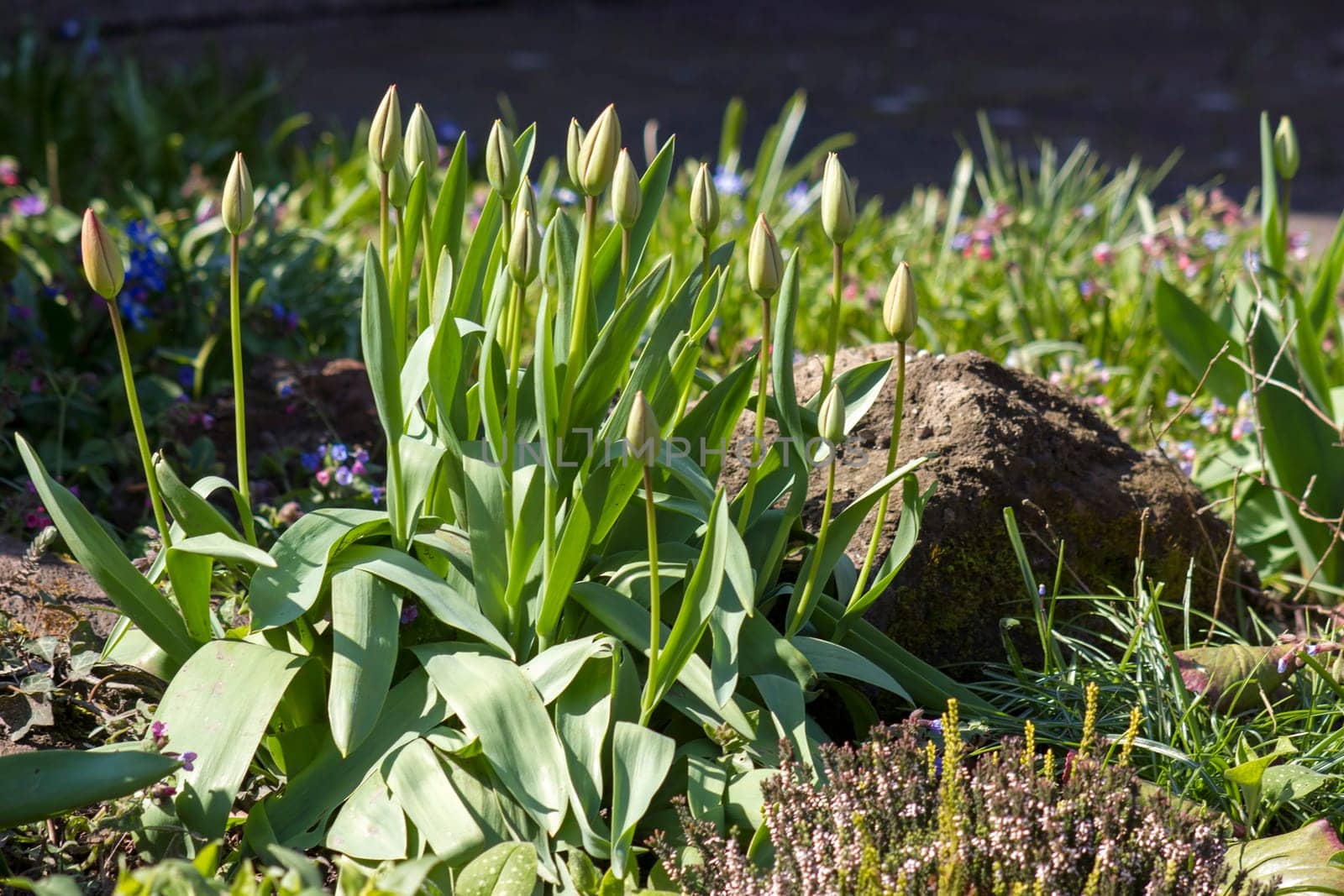 spring flowers in the garden - tulips