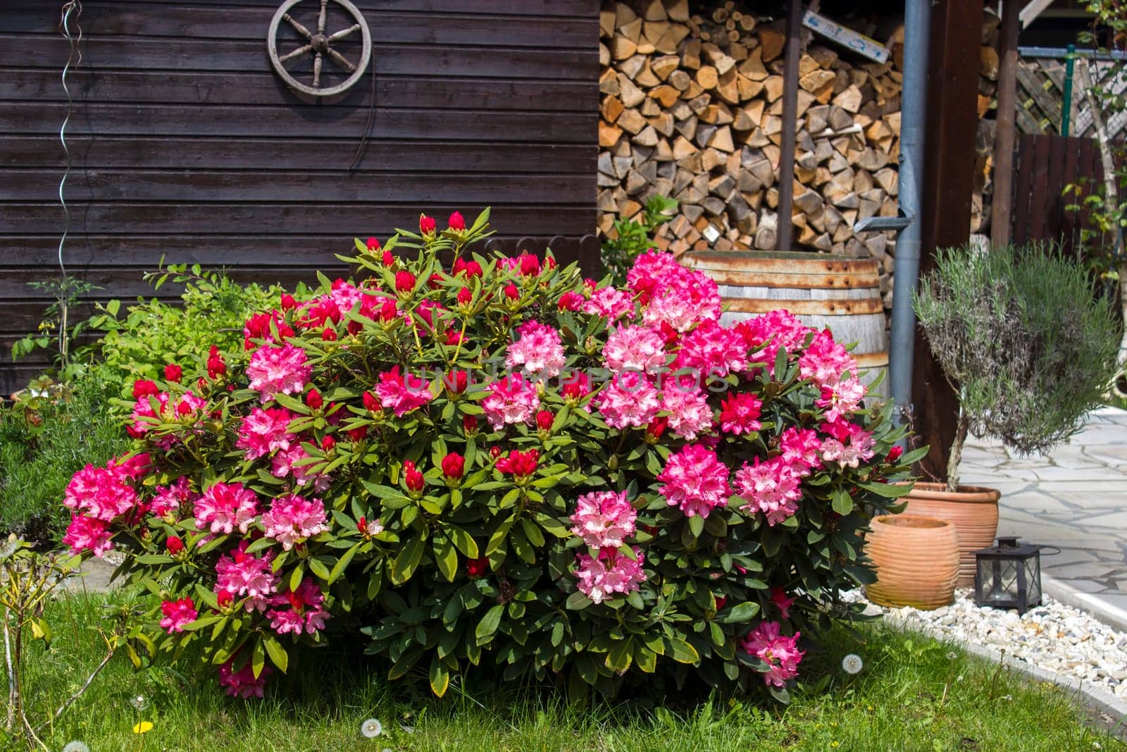 Rustic garden -  blooming pink rhododendron flowers