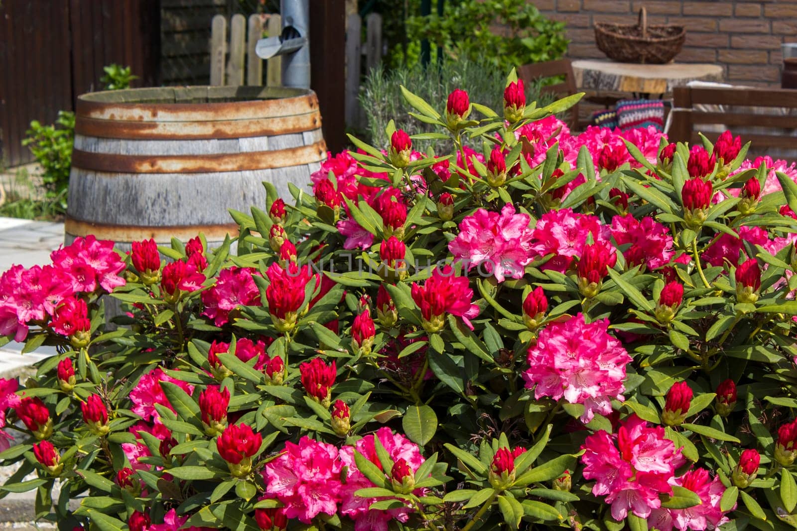 Rustic garden -  blooming pink rhododendron flowers