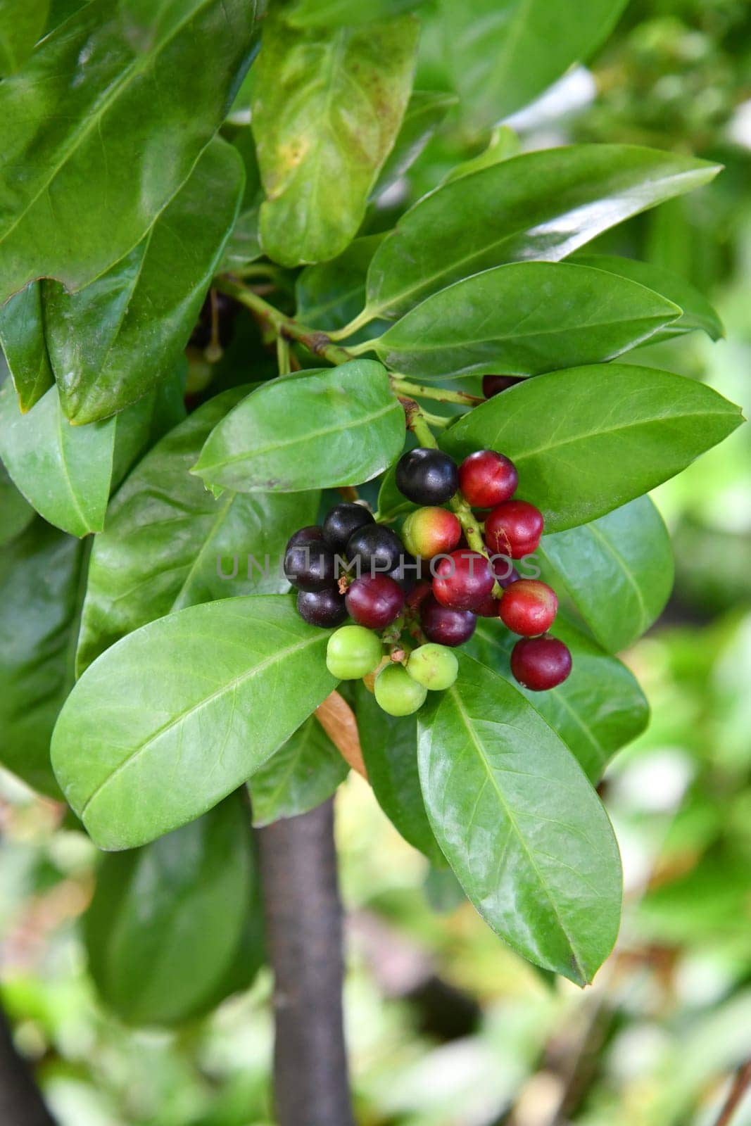Bay cherry with green, red and black fruits