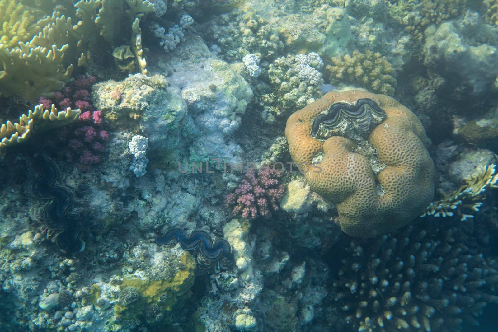 Snorkelling in Red Sea, corals and colourful marine life visible.