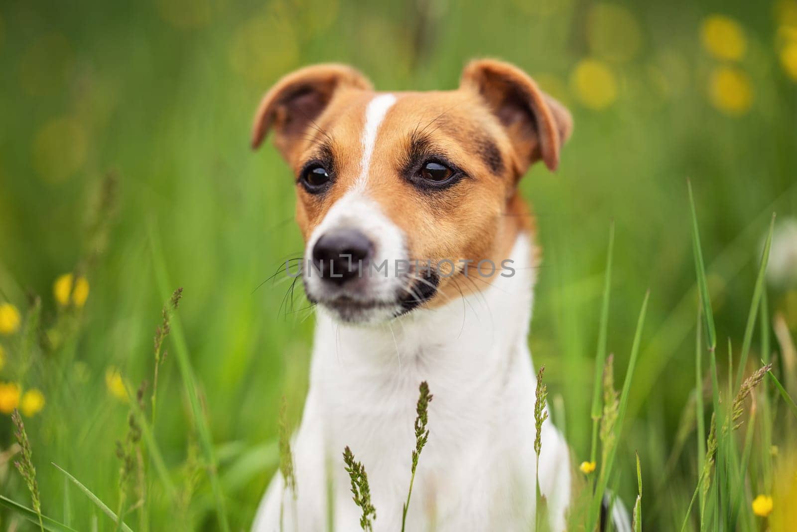 Small Jack Russell terrier sitting on meadow in spring, yellow flowers near.