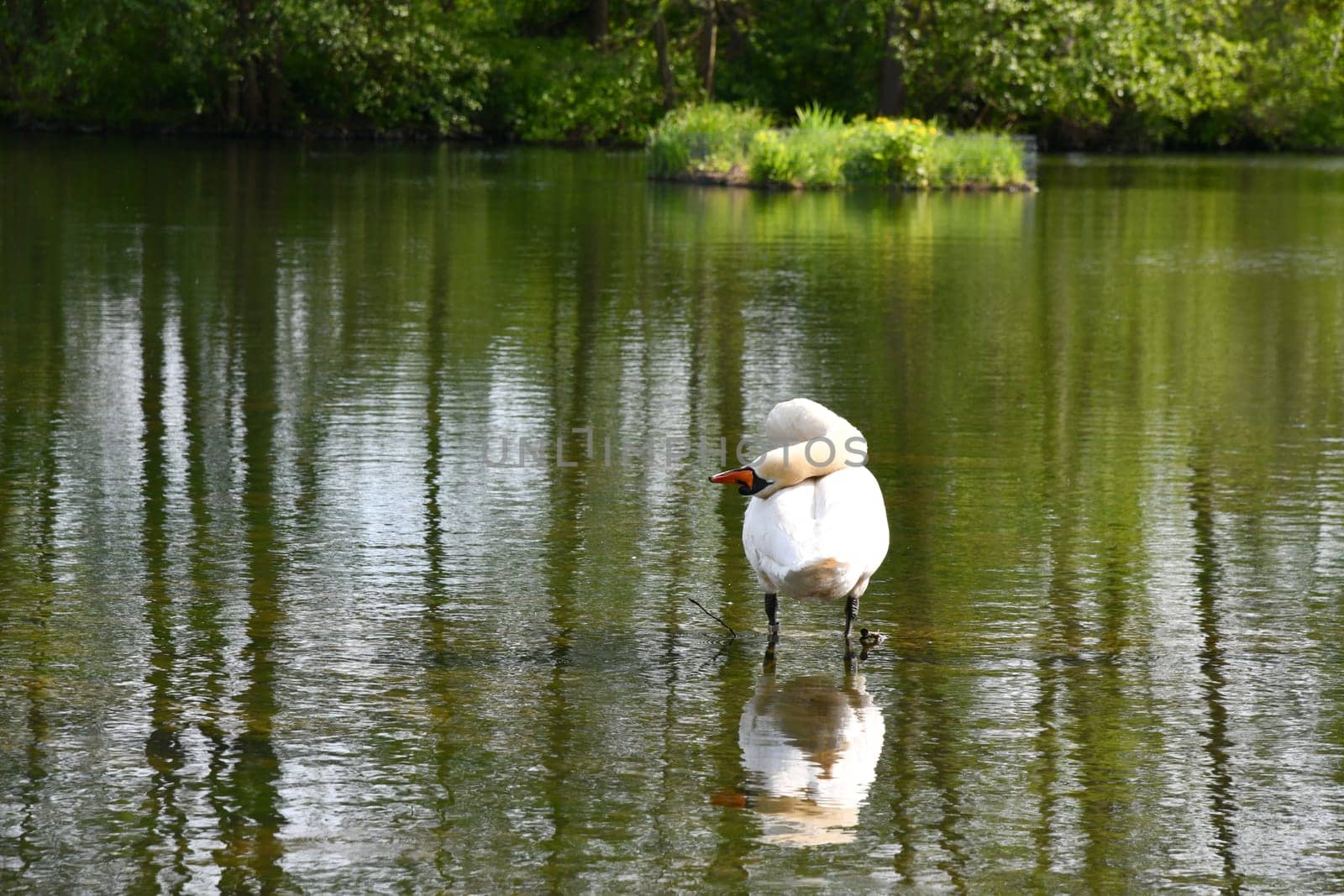 Beautiful swan on the lake shore