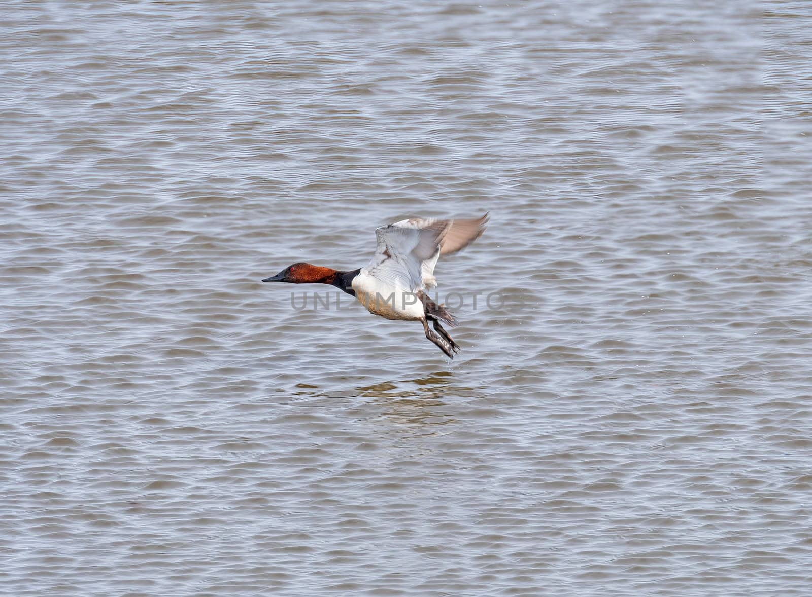 A Canvasback Taking Off From the Mississippi River
