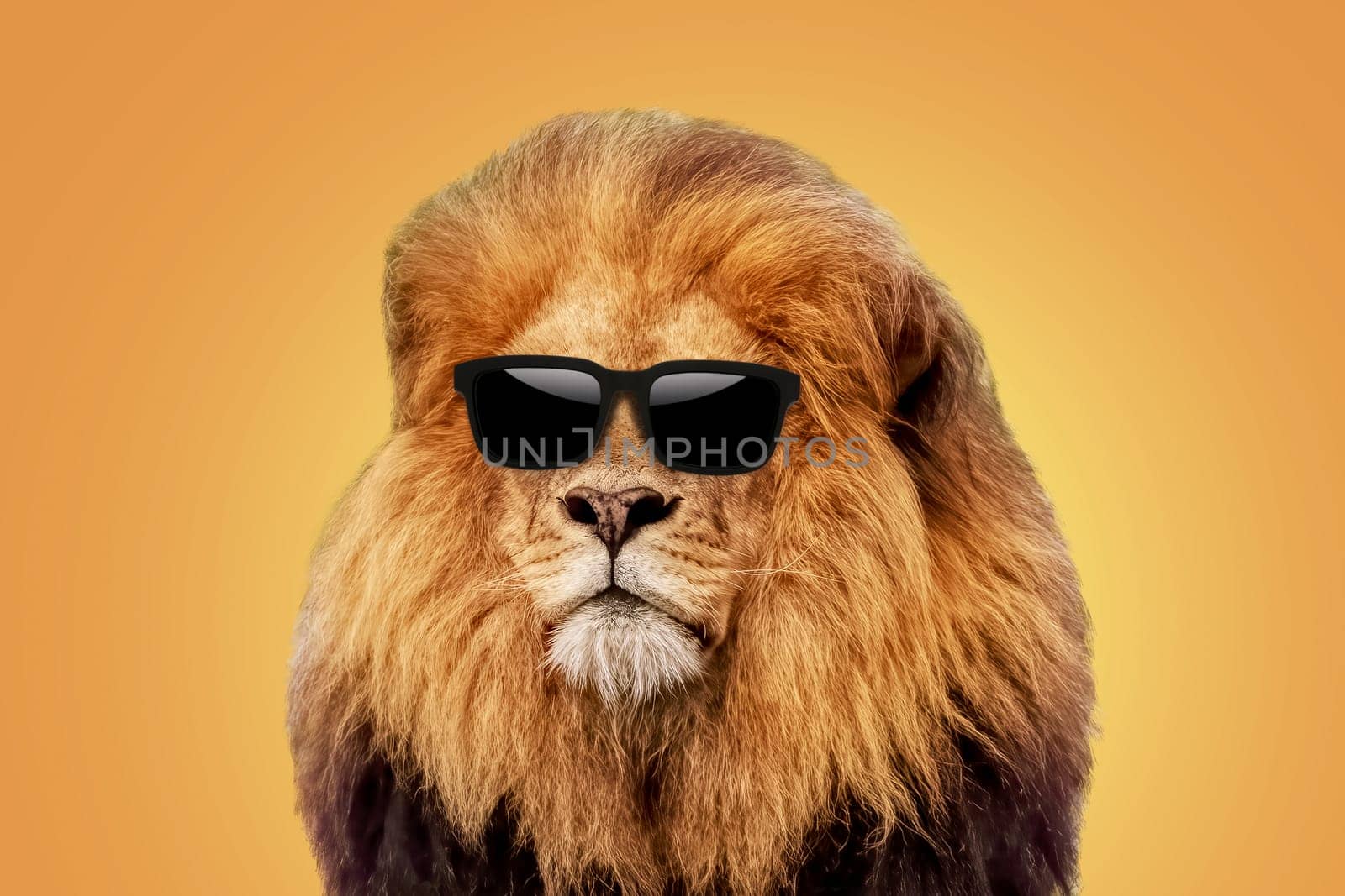 Successful cool handsome hipster lion boss with sunglasses on yellow background. Startup and business, creative idea