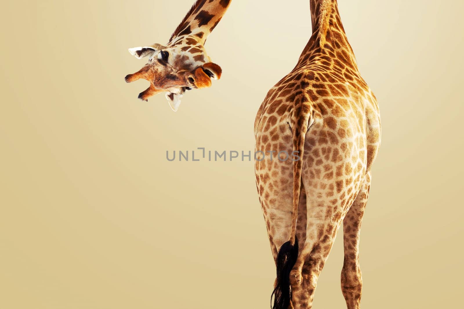 Creative giraffe looking down at the camera on a brown background, rear view. Creative idea animal. Funny giraffe, concept