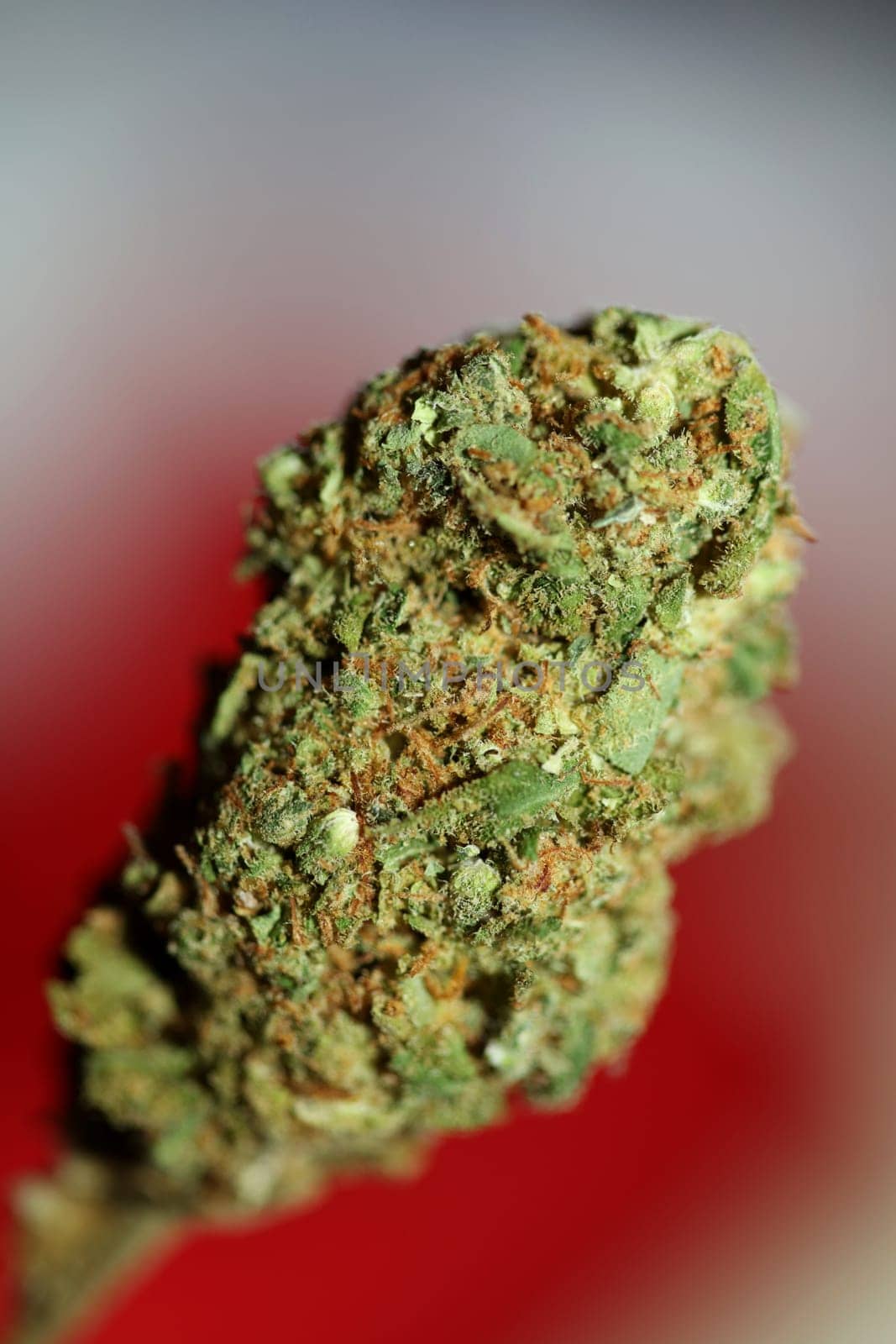 Dried marihuana buds of medical cannabis rolling joints with trimmed stuff grown in California fresh therapeutic and inspirational weed big size high quality instant prints